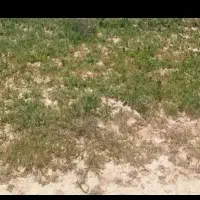 تنگکلوره