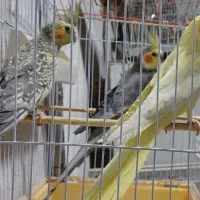 عروس هلندی جفت خورده و تک