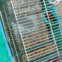 پرنده نر|پرنده|کوهدشت, |دیوار