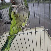 راهب نر ۳ساله