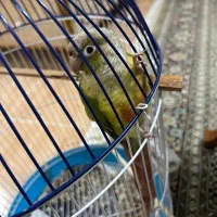 پرنده گرینچیک|پرنده|رشت, دیلمان|دیوار