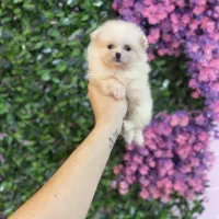 فروش پامرانین واکسینه با ضمانت|سگ|کرج, کوی امامیه|دیوار