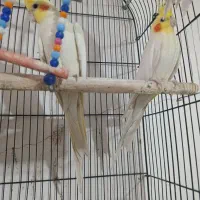 ۳ تا عروس هلندی
