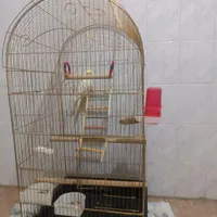 عروس هلندی سخنگو|پرنده|شیراز, شهرک امام حسن|دیوار