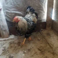 مرغ و خروس ویاندوت