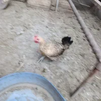 خروس و مرغ عربی اصل|حیوانات مزرعه|بندر امام خمینی, |دیوار