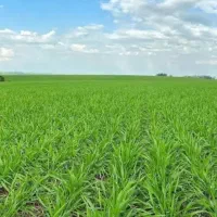 فروش زمین کشاورزی دیم روستای آبباریک وسط