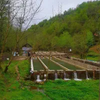 اجاره استخر ماهی ۲۵ تن همراه با خانه سرایداری