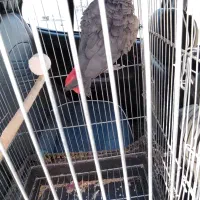 بزرگترین پت شاپ و قصر پرنده در سمنان|پرنده|سمنان, |دیوار