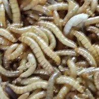 کرم میلورم خشک وزنده