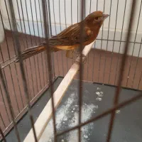 جونه ماده|پرنده|بروجرد, |دیوار