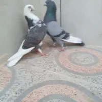 کبوتر شازده  ابلق سبز تهرونی  اصل معاوضه با دمگیر