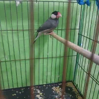 فنچ‌نرگسی‌نر