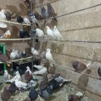 بار جدید کبوتر بازم رسید|پرنده|ماهدشت, |دیوار