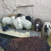 بره نر و ماده