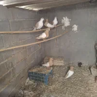 سینه زرد عروس