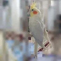 عروس هلندی نر