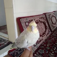 عروس هلندی ماده|پرنده|بوئین زهرا, |دیوار