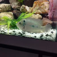 ماهی فلاور گوشتخوار|ماهی|کرمانشاه, |دیوار