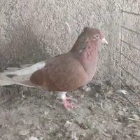 سرخ دمسفید|پرنده|علی‌آباد کتول, |دیوار