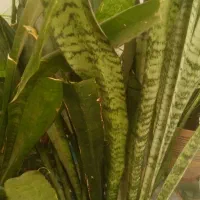 گلهای خانگی|گل و گیاه طبیعی|نظرآباد, نجم آباد|دیوار