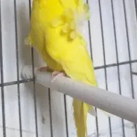 مرغ عشق|پرنده|مهاباد (آذربایجان غربی), |دیوار