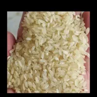 باسلام فروش ۲۵۰کیلو برنج کامفیروزی درجه یک