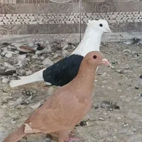 کبوتر جفتی زرد گلی وپشتدار