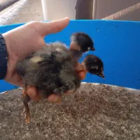 جوجه مرغ و خروس محلی لوکس