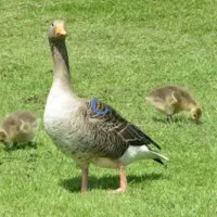 غاز با جوجه