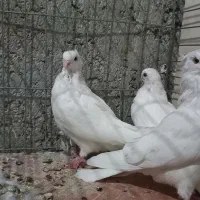 مفلق چشمو نوک سفید نوک ریز|پرنده|خمینیشهر, |دیوار