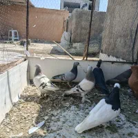 ماده بهبهانی|پرنده|شیراز, کوزه گری|دیوار