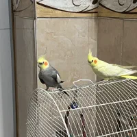 عروس هلندی نر و ماده