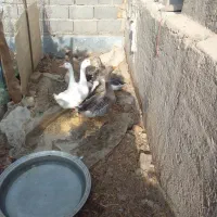 فروش خروس +غاز+بوقلمون|حیوانات مزرعه|گرمسار, |دیوار