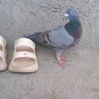 سبز ترک دار|پرنده|تربت جام, جامرود|دیوار