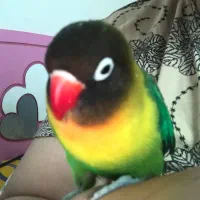 پرنده عروس هلندی طوطی برزیلی|پرنده|محمدیه-قزوین, |دیوار