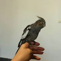 جوجه عروس هلندی ۵۰ روزه