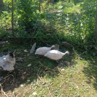 مرغ شاخدار سفید بالغ