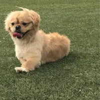 سگ نر نژاد پیکینیز|سگ|شیروان (خراسان), |دیوار