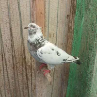 کبوتر|پرنده|رودسر, |دیوار