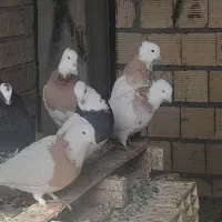 کبوتر طوقی زاغ|پرنده|یاسوج, |دیوار