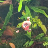 حلزون رامشورن