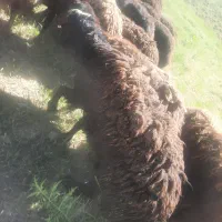 بره نر