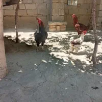 خروس