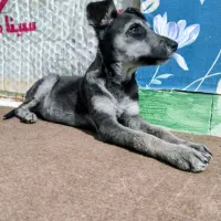 توله سگ نژاد جک راسل