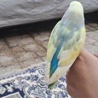 کوتوله بریزیلی|پرنده|تایباد, |دیوار