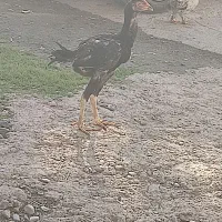 جوجه لاری مرغ و خروس ۳ ماهه|حیوانات مزرعه|خان ببین, |دیوار