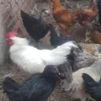 نیمچه محلی همه نژاد