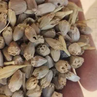 بذر کنگر وحشی