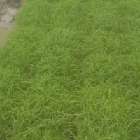 توم باکسی نشاء